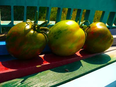 Plow Maker Farms: Black and Brown Boar Tomatoes